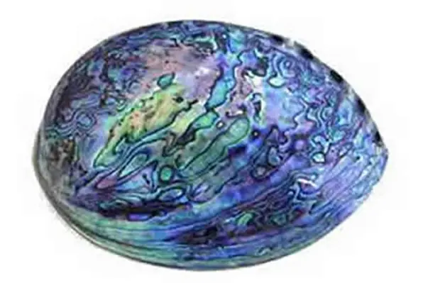 Coquillage paua nacre irisée nouvelle zélande haliotis