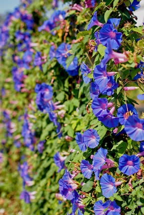 Fleurs de liseron