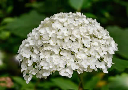 L’hortensia