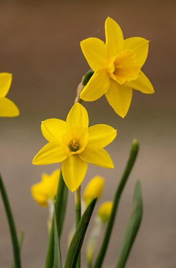 Fleurs de jonquille