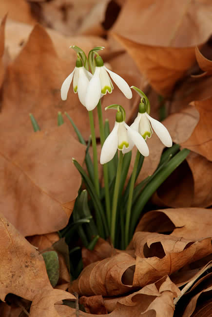 fleur perce-neige