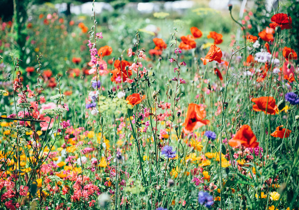 Champs de fleurs