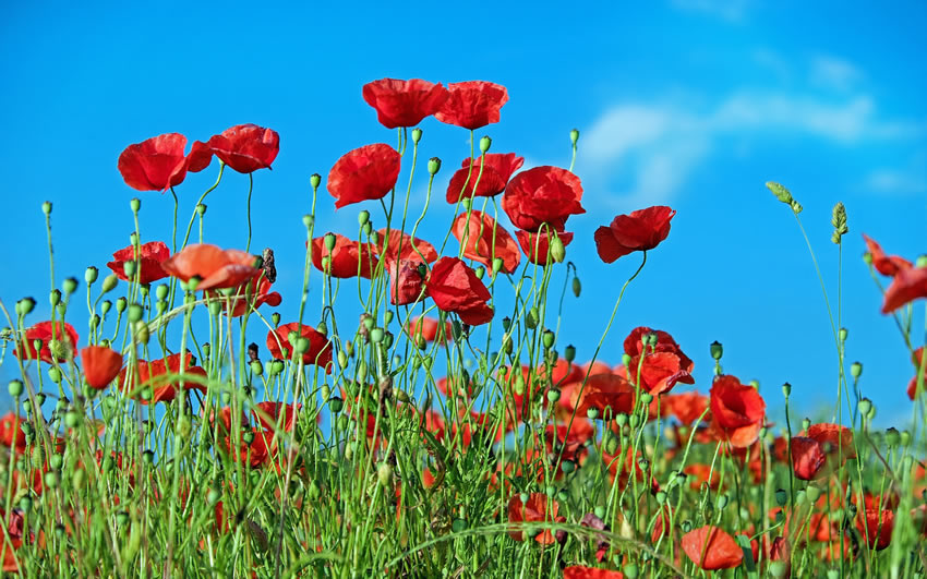 Champs de coquelicots