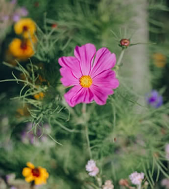 Fleurs de cosmos