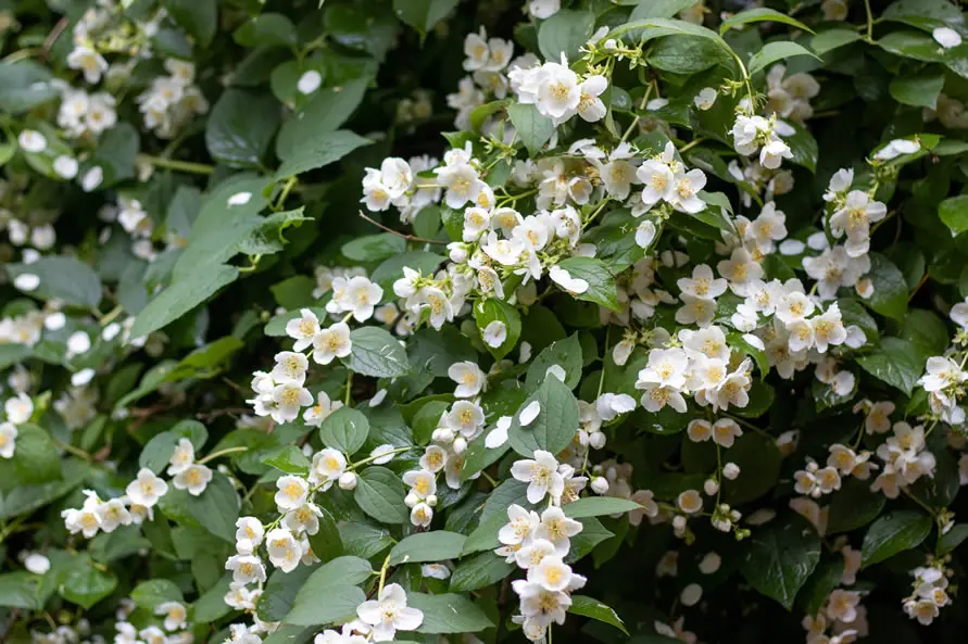 Buisson de fleurs de jasmin