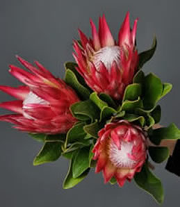 Fleurs de protea