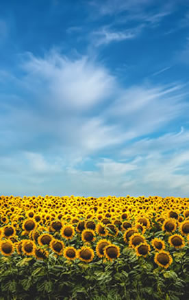 Champs de tournesol