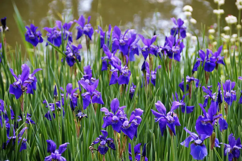 Champs d’iris