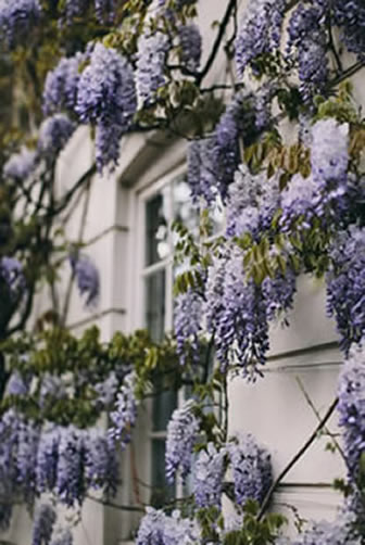 Facade de maison couverte de grappes de glycine