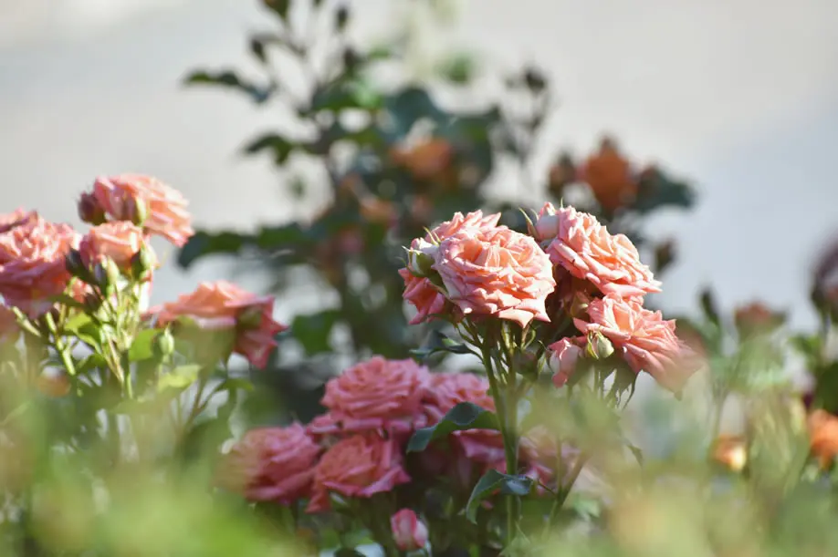 Fleur de rose