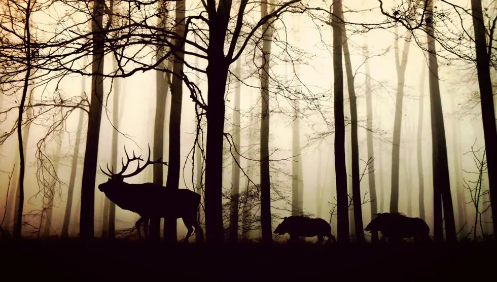 Animaux symboles des celtes