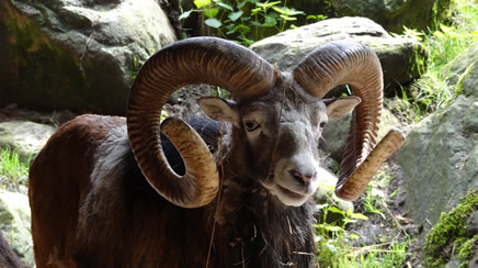 Le belier, la force brute de la nature celte