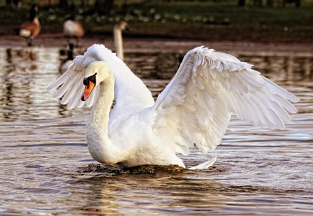 Le cygne, le messager celte des morts