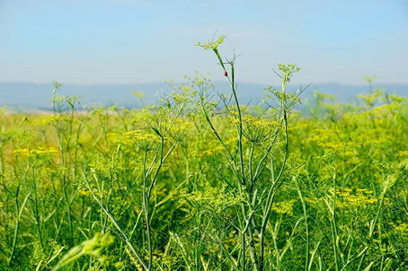 Le fenouil, remède celtique