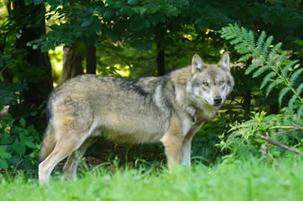 Le loup, le guerrier courageux