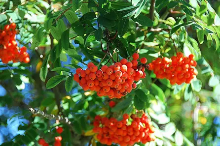 Branche de sorbier avec ses fruits rouges, réputé chez les Celtes pour sa capacité à offrir un bouclier contre les forces destructrices de la nature