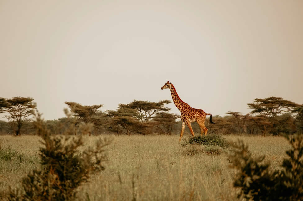 La savane, paysage typique de l'afrique.