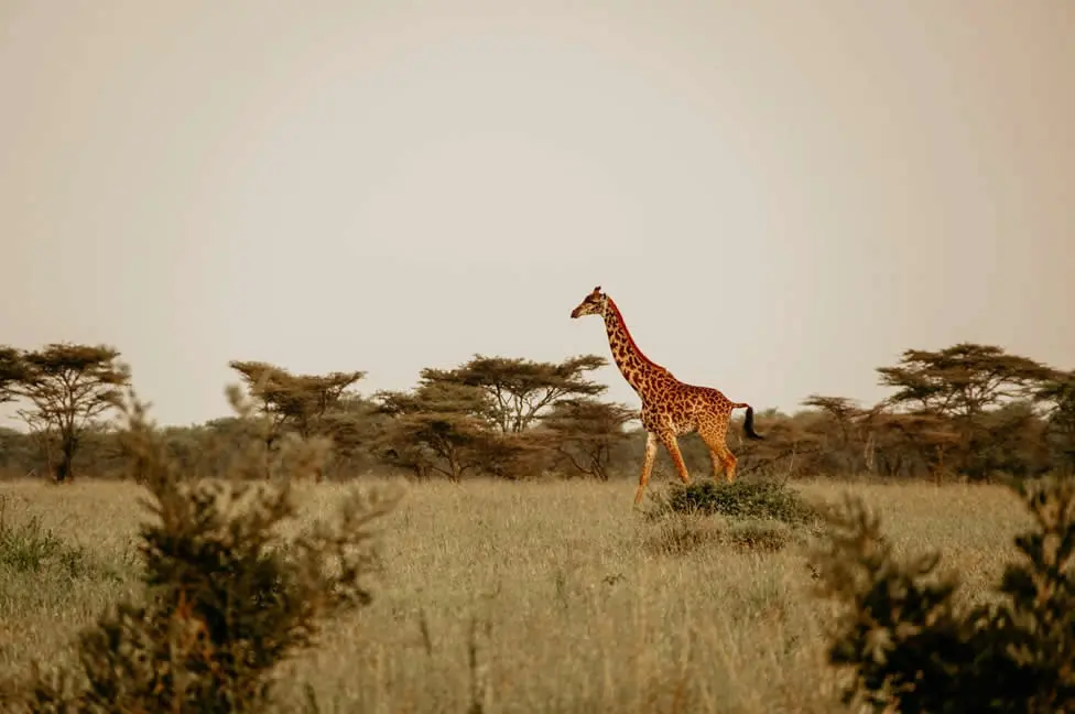 La savane, paysage typique de l’Afrique.