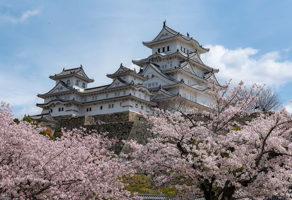 Palais japonais et cerisiers