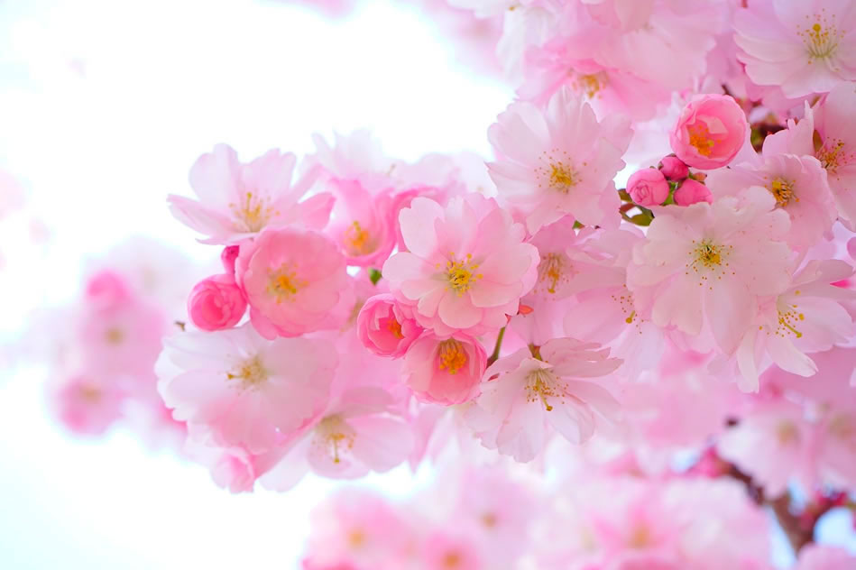 Branche de cerisier en fleur