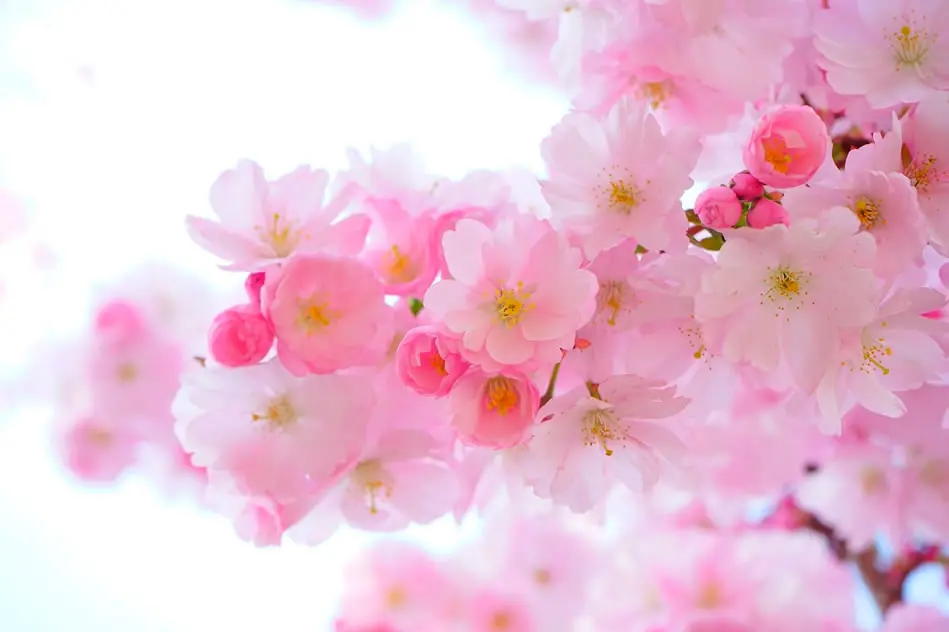 Branche de cerisier japonais en fleur sakura