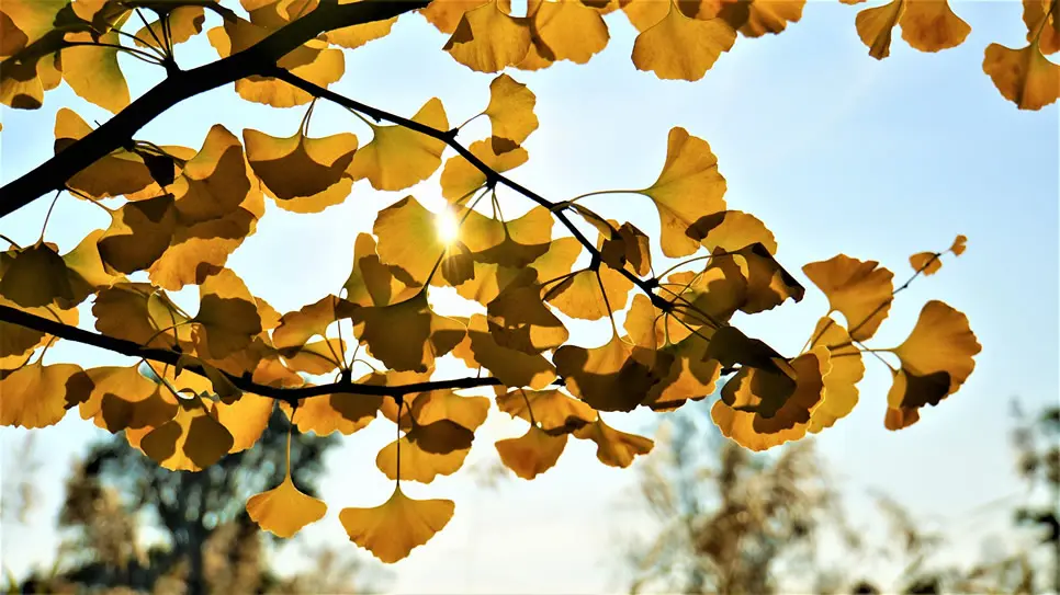 Branches et feuilles du ginkgo biloba