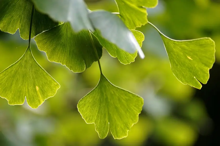 Branches et feuilles du ginkgo biloba