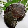 Les propriétés de l’ammonite