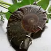 Les vertus de l’ammonite