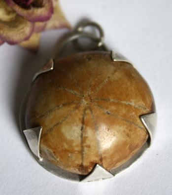 histoire et vertus de l’oursin fossile